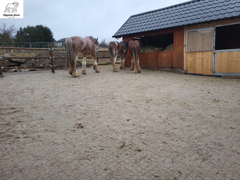 Realizace – zpevnění výběhu pro koně