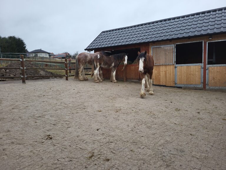 Realizace – zpevnění výběhu pro koně