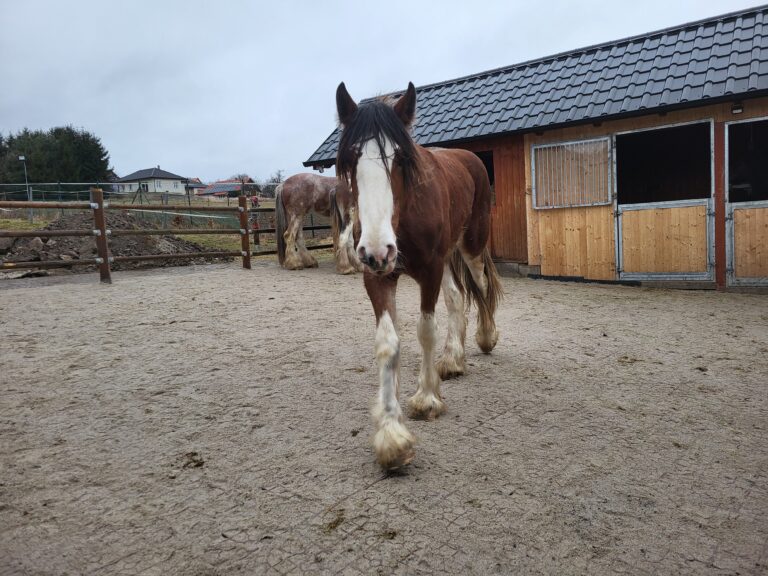 Realizace – zpevnění výběhu pro koně