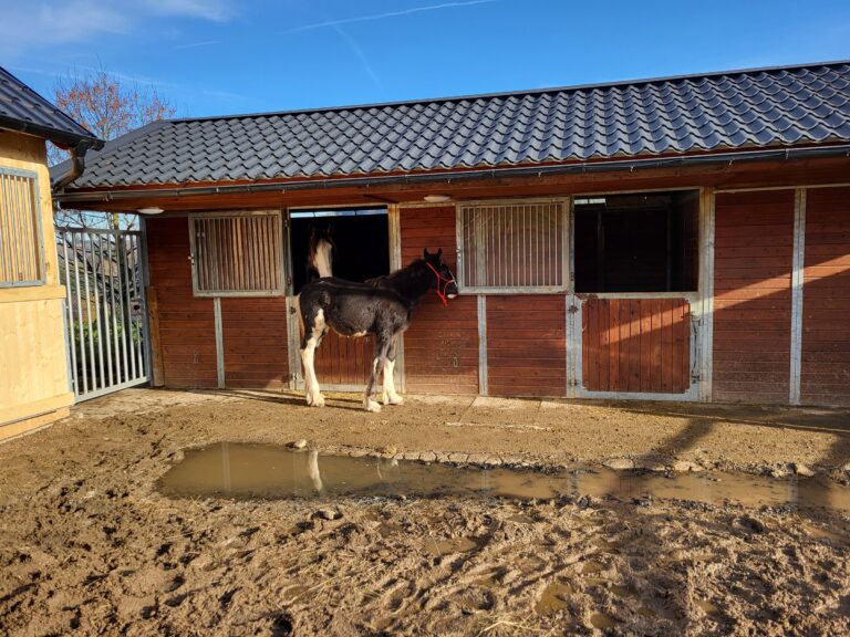 Realizace – zpevnění výběhu pro koně