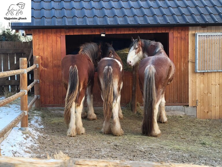 Realizace – zpevnění výběhu pro koně